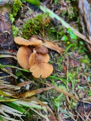 Laccaria striatula