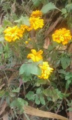 Tagetes lunulata
