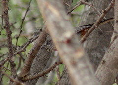 Curruca subcoerulea cinerascens