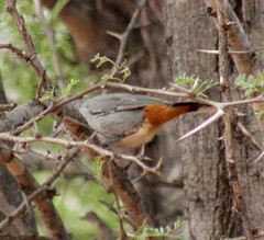 Curruca subcoerulea cinerascens