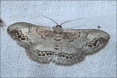Dithalama cosmospila