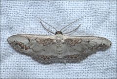 Dithalama cosmospila