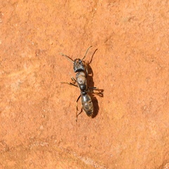 Paltothyreus tarsatus