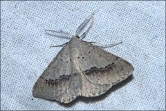 Nearcha dasyzona