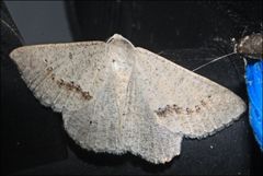Nearcha dasyzona