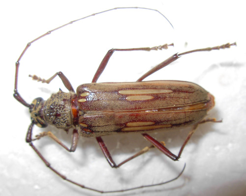 Susuacanga hatsueae (Susuacanga hatsueae)
