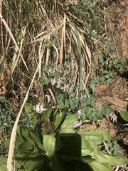 Primula pauciflora zionensis