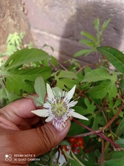 Passiflora karwinskii