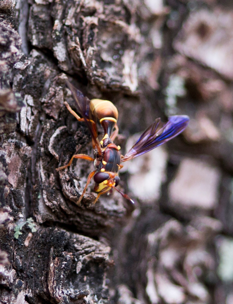 Orange Wasp Fly