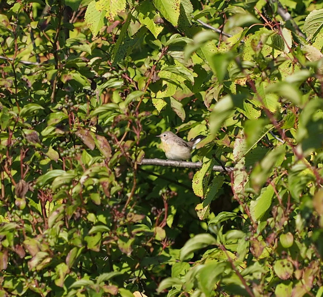 Red-breasted Flycatcher