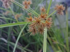 Cyperus compactus