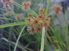 Cyperus compactus
