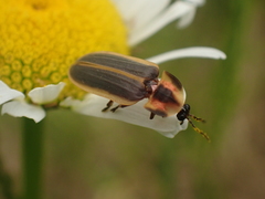 Pyractomena angulata