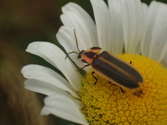 Pyractomena angulata