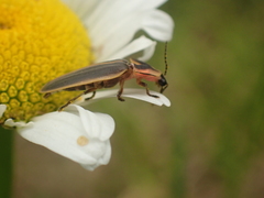 Pyractomena angulata
