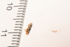 Bucculatrix canadensisella