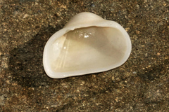 Striarca pisolina