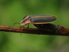 Pyractomena angulata