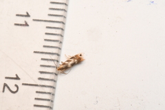 Bucculatrix canadensisella