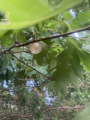 Amphibolips nubilipennis