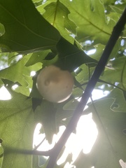 Amphibolips nubilipennis