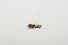 Bucculatrix canadensisella