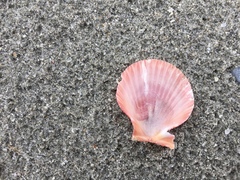 Aequipecten opercularis
