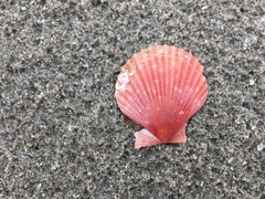 Aequipecten opercularis
