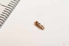 Bucculatrix canadensisella