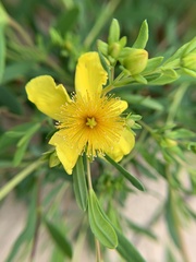 Hypericum kalmianum