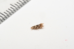 Bucculatrix canadensisella