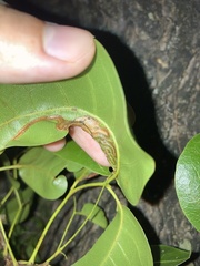 Phyllocnistis meliacella