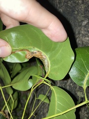 Phyllocnistis meliacella