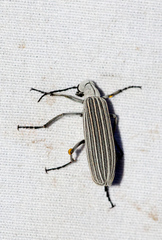 Epicauta costata