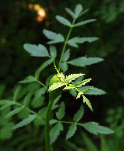 Canby's angelica (Angelica canbyi)