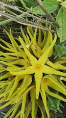 Orbea lutea lutea