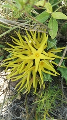 Orbea lutea lutea