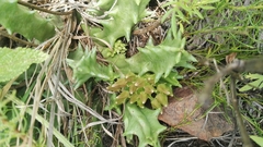 Orbea lutea lutea