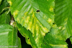 Acalitus brevitarsus