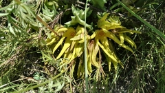 Orbea lutea lutea