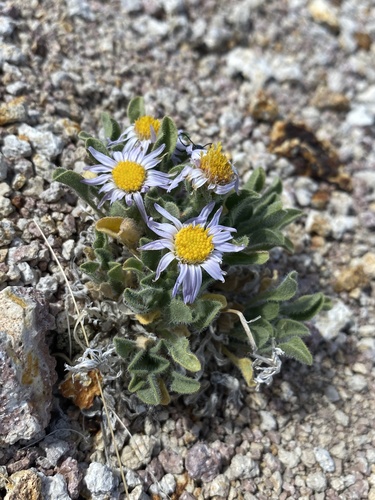 broad fleabane (Erigeron latus)