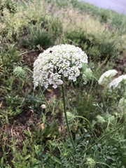 Daucus carota