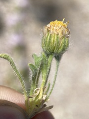 Erigeron latus