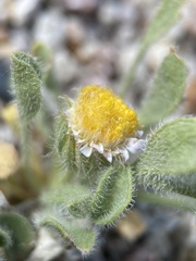 Erigeron latus