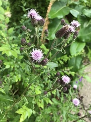 Cirsium arvense