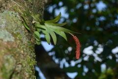 Oberonia arisanensis