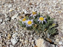Erigeron latus
