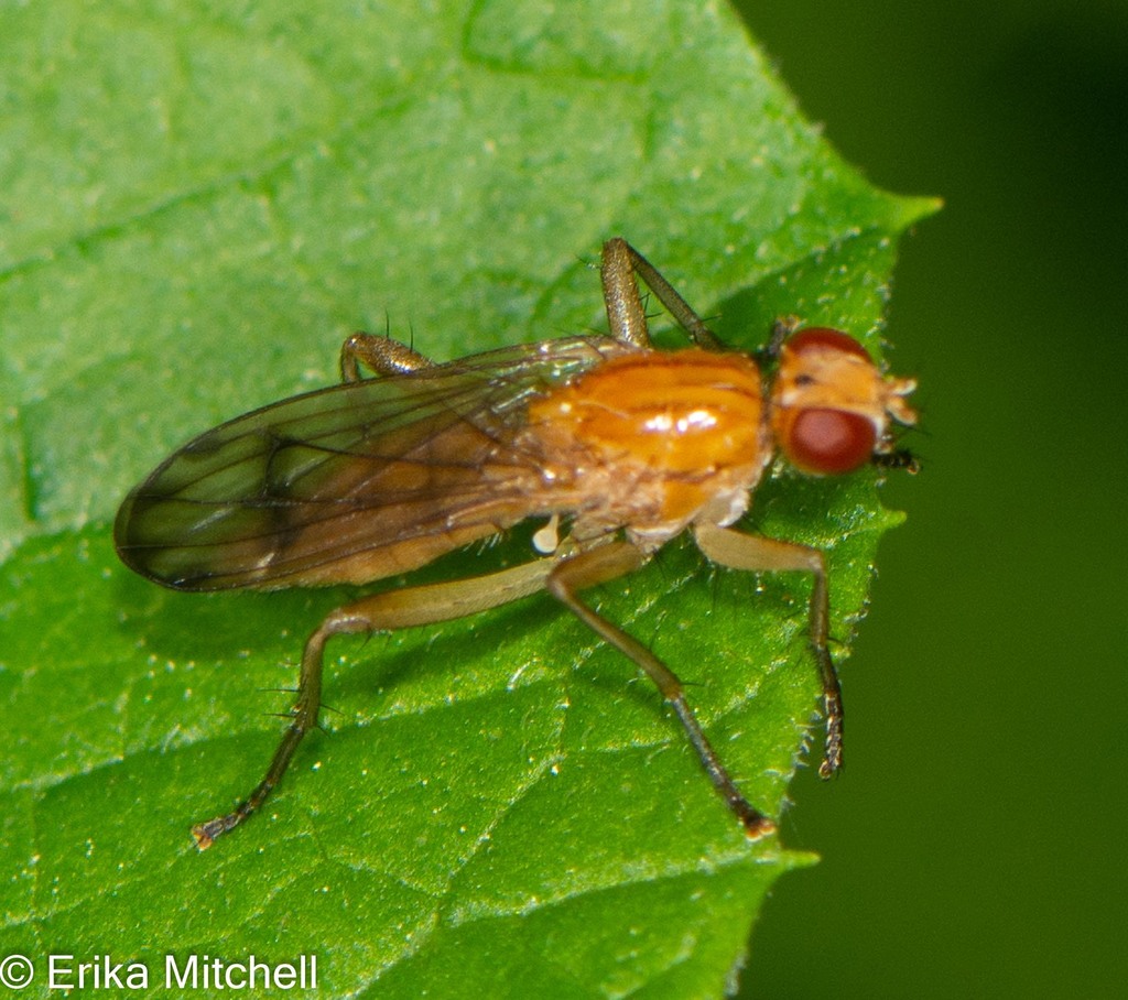 Snyderia