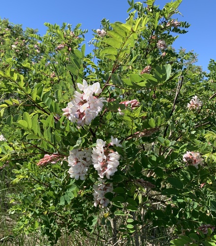 Clammy locust (Robinia viscosa)