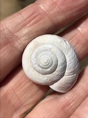 Helminthoglypta umbilicata